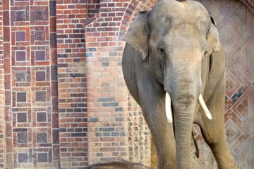 Aufregung im Zoo Leipzig! Deshalb hat Elefanten-Bulle plötzlich gekürzte Stoßzähne