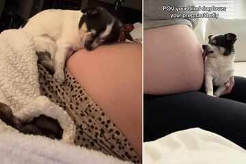 Blind dog is obsessed with owner's pregnant belly in sweet viral clips: "I feel you, and I love you"