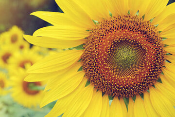 Horoskop morgen: Tageshoroskop kostenlos für den 1.4.2026