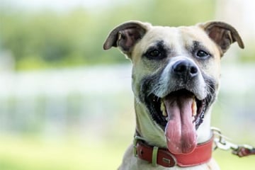 Er sitzt schon seit neun Monaten im Tierheim: Gibt es für Chicco noch ein Happy End?