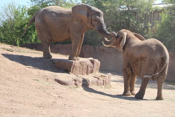 Elefantastische Freundschaft: Rüsseldamen gründen WG im Zoo Magdeburg