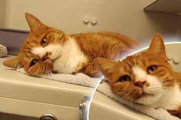 Verschmuster Kater schon zweimal abgegeben: Tierheim hat traurige Vermutung