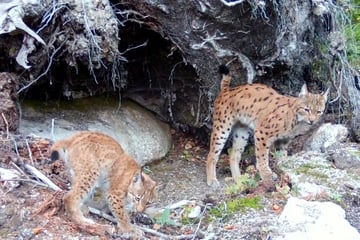 Erster Luchs-Nachwuchs in Sachsen seit 300 Jahren