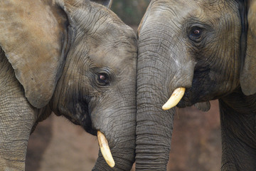 Zoo Magdeburg: Frühestens 2027 Nachwuchs bei Elefanten