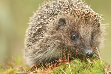 Ja, wo laufen sie denn? Der NABU ruft zum Zählen auf, Maulwurf und Igel im Fokus