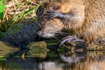 Werden sie zum Problem? Nutrias breiten sich in Hessen weiter aus