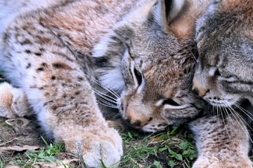 Nach Silvesterknallerei: Luchs-Dame traumatisiert, doch Schwester lässt sie nicht im Stich
