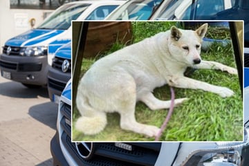 Arme Hündin aus Gartenhaus gestohlen: Wer hat Adelaide gesehen?