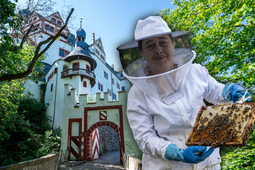 Sagenhafte Berühmtheit: In dieser sächsischen Burg schwirren zahlreiche Bienen
