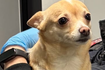 Gesuchter Straftäter festgenommen: Polizei rettet kleinen Hund