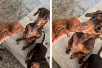 Dachshund dad sees newborn puppy for the first time