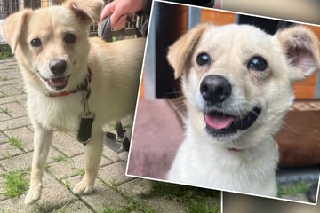 Kleine Hündin findet neue Besitzer, doch wenig später ist ihr Glück vorbei