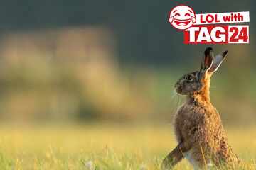 Joke of the Day for March 3, 2026: One that's hopping with funny