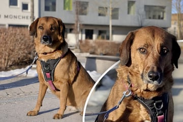 Tierpfleger beobachten süße Eigenheit: So zeigt Hündin Lola "passiven Widerstand"