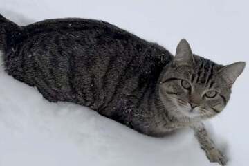 Loyal cat sits by the roadside every morning for the sweetest reason