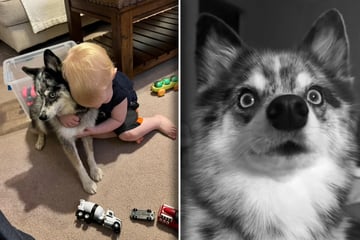 Junge muss Tod von Hund verkraften: Was er dann tut, bricht seiner Mutter das Herz