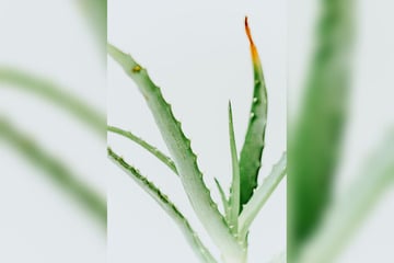Hat eine Aloe vera braune Spitzen, vermutet man Wassermangel - Aber stimmt das?