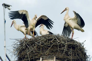 Nach Brutrekord im Raum Leipzig: Sachsens Jungstörche brechen früher Richtung Süden auf
