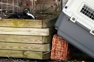 München: 13 Küken und zwei Feuerwehrleute: Stinksaure Enten-Mama zu Happy End gezwungen