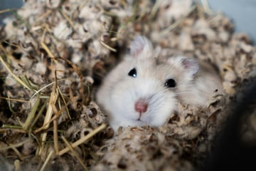 Können Hamster frieren? Die unterschätzte Kältegefahr!