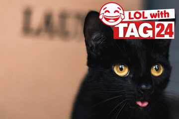 Joke of the Day for October 25, 2025: A black cat funny for Caturday