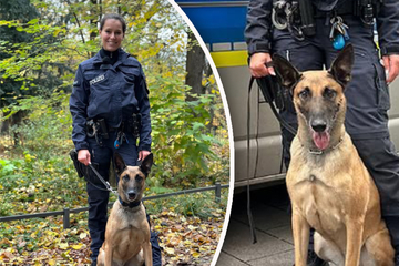 Kommissar "Disco" auf Verbrecher-Jagd: So läuft das Leben eines Polizei-Hundes
