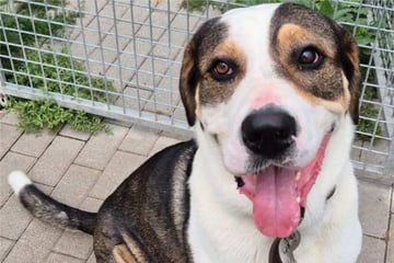 Hund Harley feiert Geburtstag im Tierheim: Der Grund dafür ist so traurig