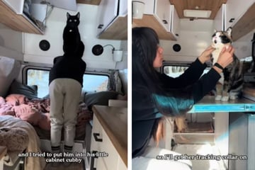Frau lebt seit sechs Jahren mit Hund und Katzen im Van: "Ich sehnte mich nach mehr Freiheit"
