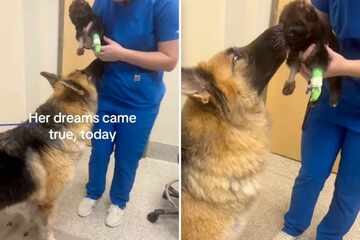 Mama dog has stunning reaction to reunion with sick puppy