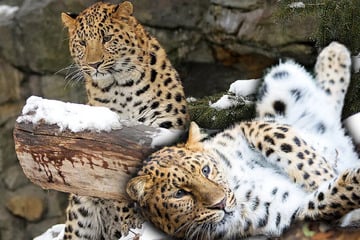 Leopardin macht den ganzen Tag die Beine breit: "Wir wollen Babys haben"