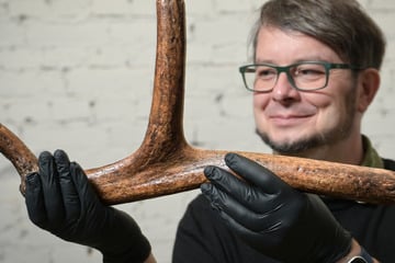 Großer Fund im Harz: Rentiergeweih aus der Altsteinzeit entdeckt