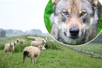 14 getötet, 23 verletzt: Wolf reißt Schafe östlich von Dresden