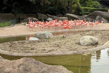 Tierpark Hagenbeck wieder farbenfroh: Flamingos erobern ihr umgebautes Zuhause zurück