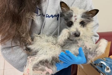 Hund irrt einsam und allein durch Straßen: Was dann passiert, bricht so viele Herzen