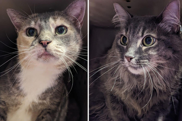 Abandoned cats left with heartbreaking message from owner