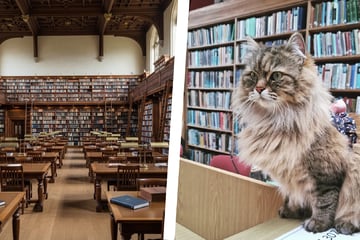 Dieser Uni-Bibliothekar hat ein besonders dickes Fell