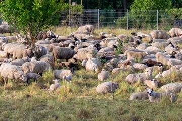 Unglück in Sachsen: Regionalbahn kracht in Schafherde, mehrere Tiere tot