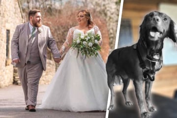 Während Besitzer auf Flitterwochen sind: Hund wird brutal getötet