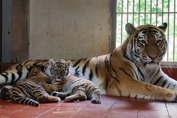 Fast drei Monate alt: So entwickeln sich die Tiger-Babys im Kölner Zoo