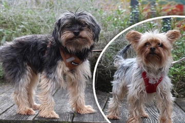 Yorkshire Terrier from the neighborhood Haltung befreit: We are happy with the happy ending for our dog?