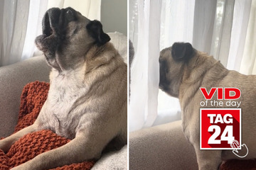 viral videos: Viral Video of the Day for December 2, 2023: The most dramatic pug ever makes a racket on TikTok