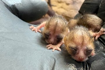 Kölner Zoo freut sich über doppelte Drillinge bei Mausmakis: Warum das so besonders ist