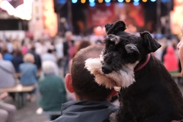 Stadtrat vertagt Entscheidung über Erhöhung der Hundesteuer