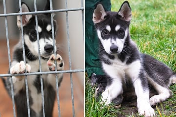 Kurz vor Weihnachten: Herzlos-Besitzer setzt Husky-Welpen in S-Bahn aus