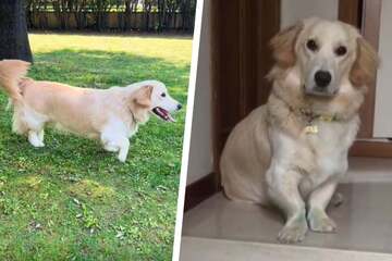 Corgi-Golden-Retriever-Mix profile: their puppies are off-the-charts adorable!