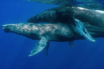 Einzigartige Entdeckung: Zwei männliche Buckelwale treiben es im Ozean!
