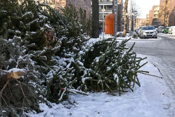 Berlin: Der Weihnachtsbaum muss weg? So holt die BSR Eure Tanne ab!