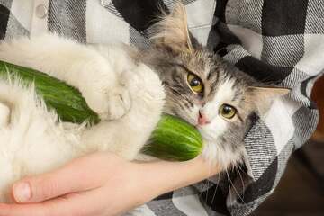 Can cats safely eat cucumbers, or are the veggies pure poison?