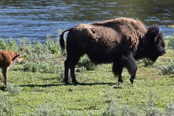 Bison-Attacke im Nationalpark: Besucher wird aufgespießt