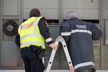 Härtere Strafen für falsche Tiertransporte
